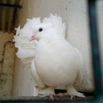 white Pigeon-Bannerghatta National Park