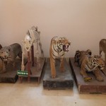 Museum at Zoo-Bannerghatta National Park