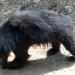 Black Bear-Bannerghatta National Park