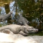Crocodiles appearing to be stoned!-Bannerghatta National Park