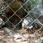 Cheetah relaxing in his chamber-Bannerghatta National Park