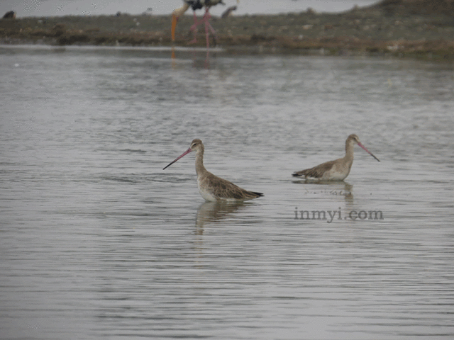 Birds of Bhigwan - Two Bar tailed godwit