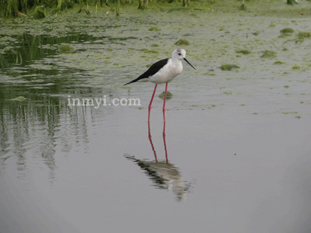Birds of Bhigwan - A black winged stilt is a widely distributed very long-legged wader in the stilt family.