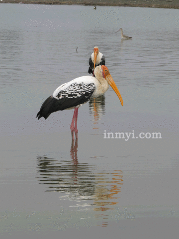 Birds of Bhigwan - A painted stork is a large wader in the stork family