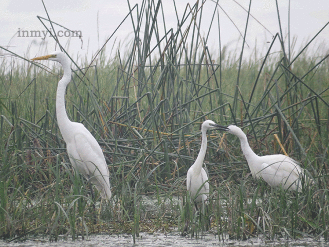 Birds At Bhigwan - Egret relaxing