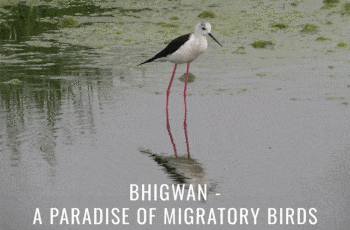 Birds of Bhigwan In my eye