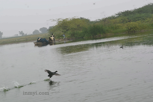 Birds At Bhigwan - Cormorant fishing