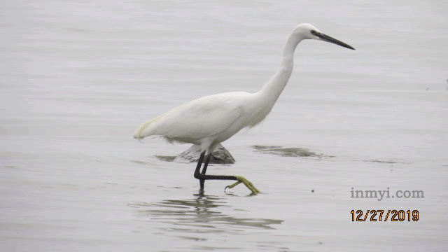 Birds of Bhigwan - Egret