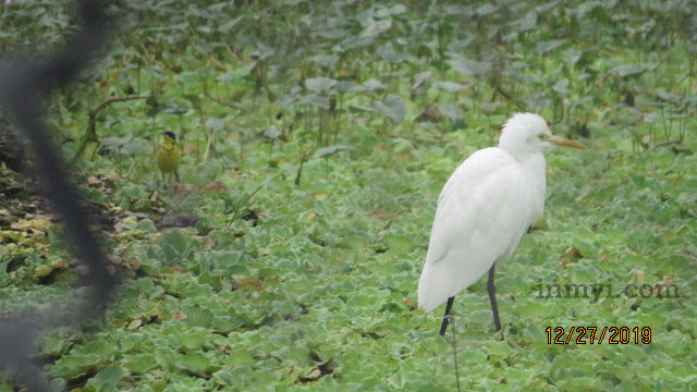 Birds of Bhigwan - Egret