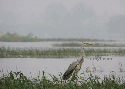 Birds of Bhigwan - A grey Heron