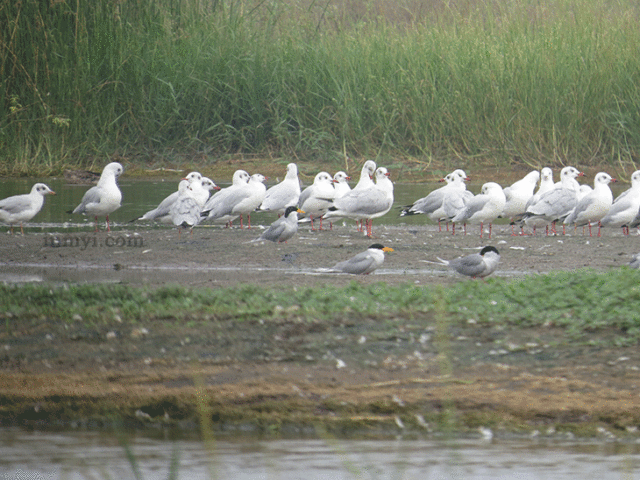 Birds of Bhigwan - River Tern and Gull