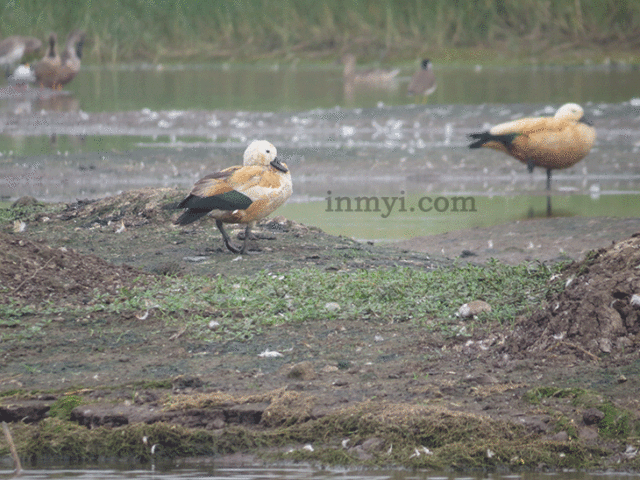 Birds of Bhigwan - Shelduck