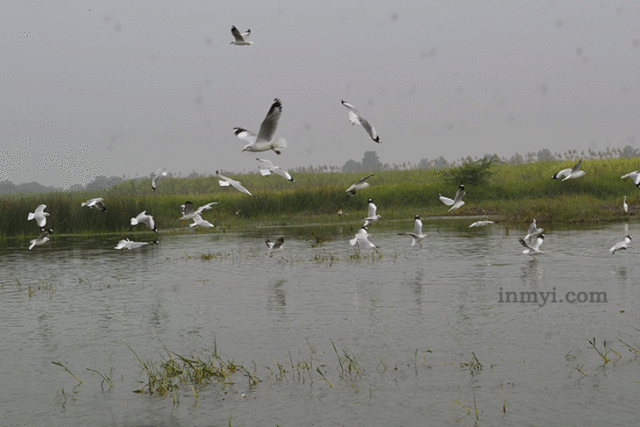Birds At Bhigwan