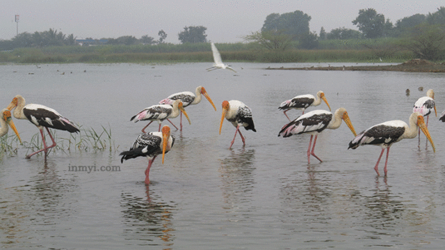 Birds At Bhigwan - Painted Stocks