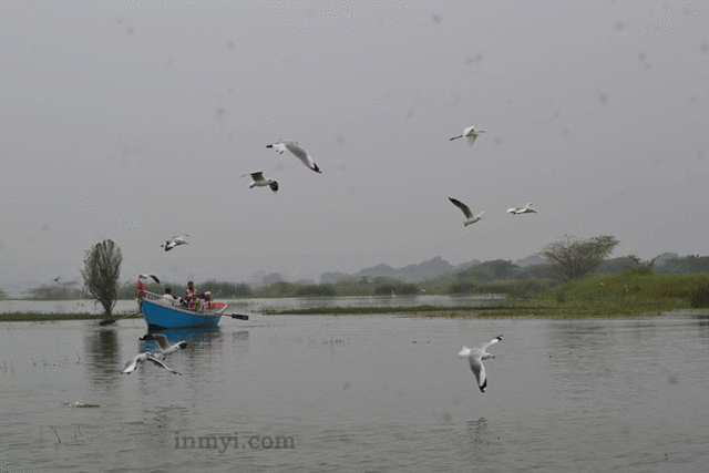 Birds at Bhigwan