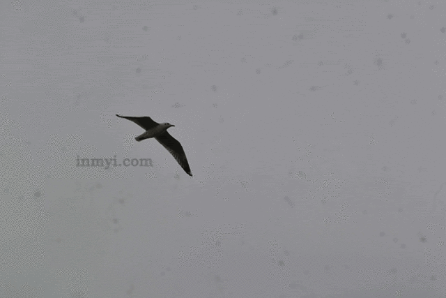 Birds Of Bhigwan - Gull flying high