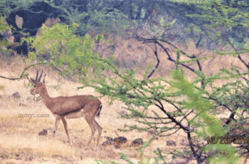 Gazelle at Mayureshwar Wildlife Sanctuary